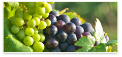 OIV:CALO DEI VIGNETI MA PRODUZIONE MONDIALE VINI STABILE NEI PROMI 10MESI DEL 2011